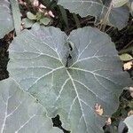 Cucurbita pepo Blad