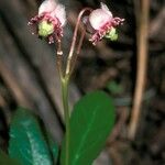 Chimaphila umbellata Λουλούδι