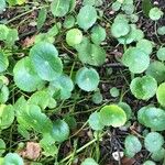 Hydrocotyle novae-zeelandiae List