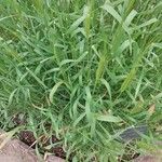 Triticum monococcum 葉