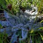 Plantago nivalis Leaf