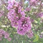 Syringa persicaЦвят