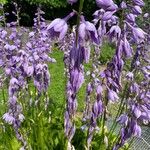 Hosta lancifolia ᱵᱟᱦᱟ