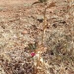 Carlina lanata Habit