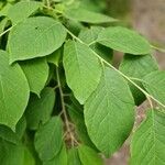 Halesia carolina Blad