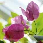 Bougainvillea spectabilis Flower