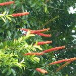 Norantea guianensis Frunză