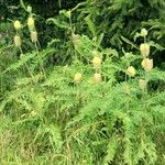 Astragalus alopecurus Habit