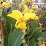 Canna indicaBlomma