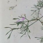 Dicliptera paniculata Λουλούδι