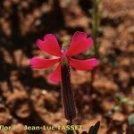 Silene stockenii Fiore