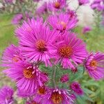 Symphyotrichum novae-angliaeKvet