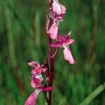 Anacamptis palustris Flor