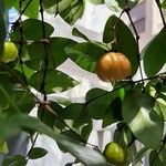 Eugenia uniflora Fruit