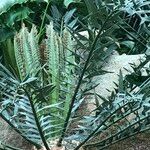 Encephalartos horridus Hábitos