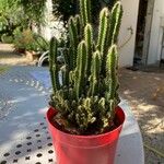 Acanthocereus tetragonus Blatt