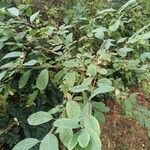 Exochorda racemosaFolha