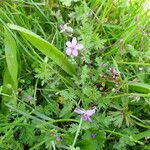 Erodium cicutarium عادت داشتن