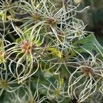 Clematis vitalbaFlor