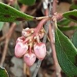 Arctostaphylos uva-ursi Flor