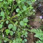 Claytonia sibirica Лист