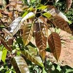 Handroanthus heptaphyllus Folha