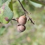 Davilla nitida Meyve