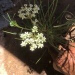 Asclepias verticillata Flor
