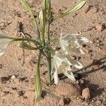 Pancratium sickenbergeri Blomst