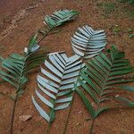 Sclerosperma mannii Blatt