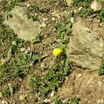 Taraxacum parvulum Habit