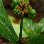 Chassalia ischnophylla Frucht