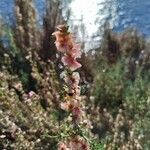 Salsola oppositifolia फूल