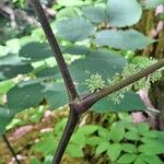 Aralia racemosa Bark