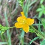 Hypericum brasiliense Λουλούδι