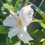 Mandevilla boliviensis Flower