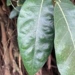 Ficus superba Листок