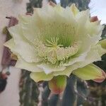 Cereus hexagonus Flower