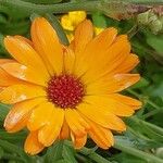 Calendula suffruticosa Blüte