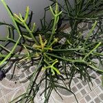Euphorbia tirucalli 樹皮