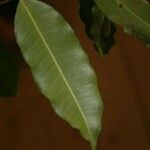 Parahancornia fasciculata Hostoa