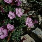 Dianthus subacaulis Blatt