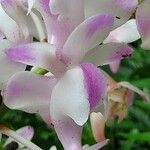 Aerides odorata 花