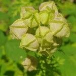 Malva verticillata Blatt