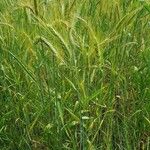 Hordeum vulgare果