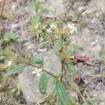 Tibouchina longifolia Blüte