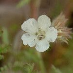 Phacelia distans Flower