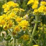 Tephroseris palustris Mosusu