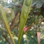 Calliandra selloi Frutto