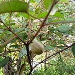 Croton megalocarpus Frutto